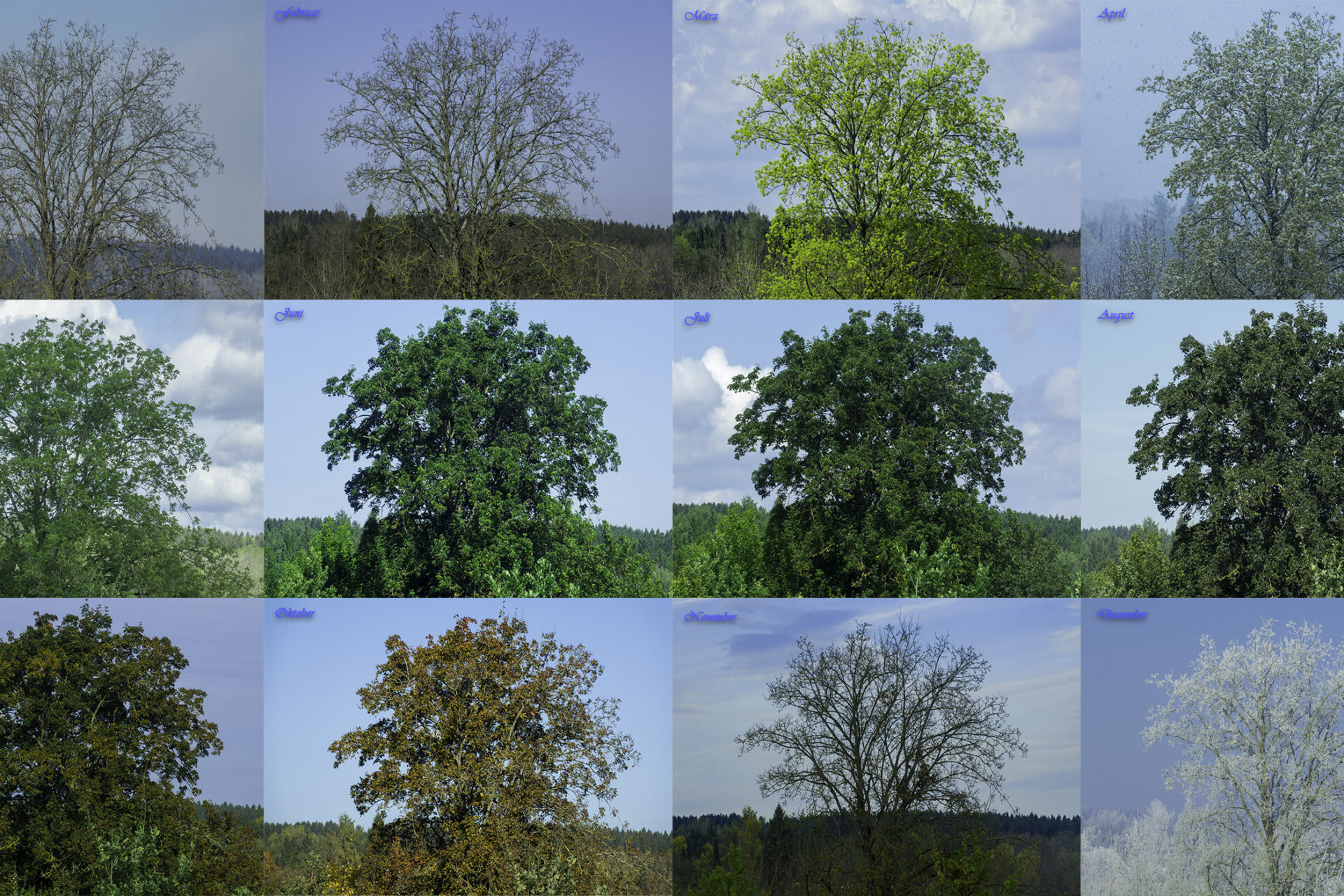 Jahreszeiten Baum