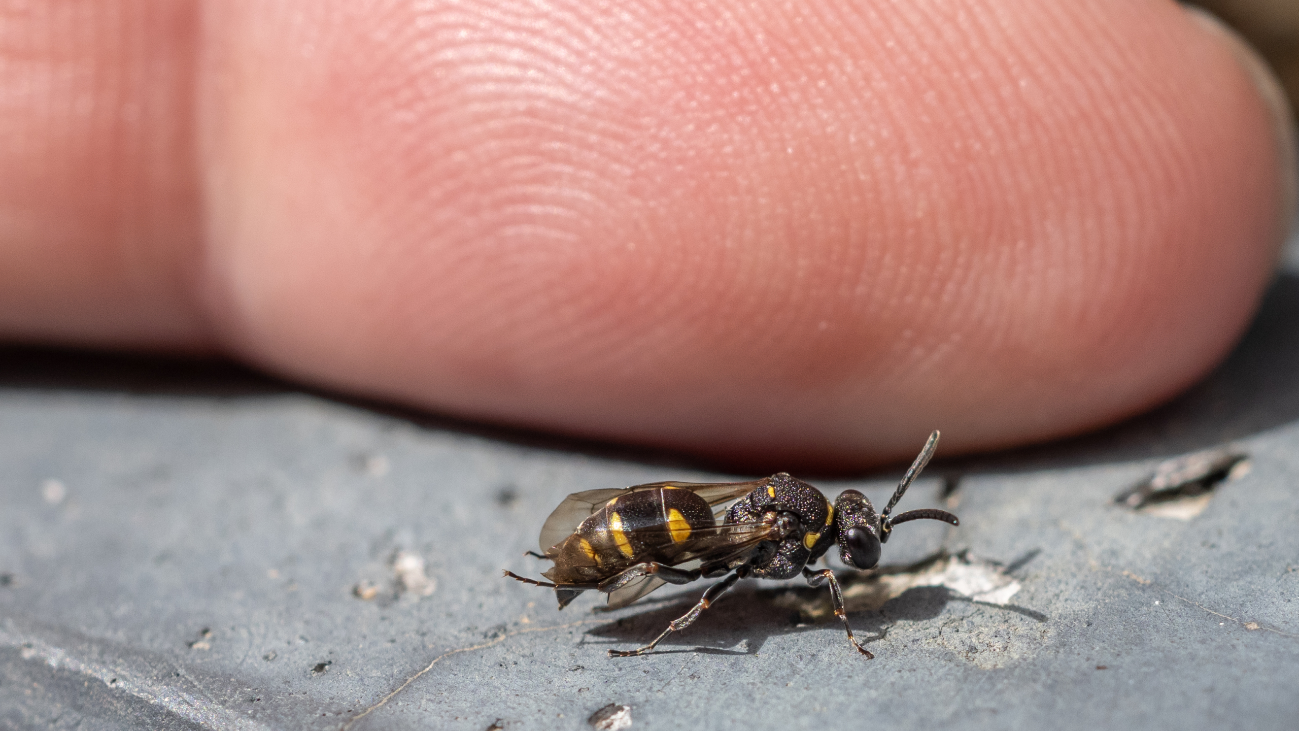Kleine Tiere ganz groß
Zutrauliche junge Wespe