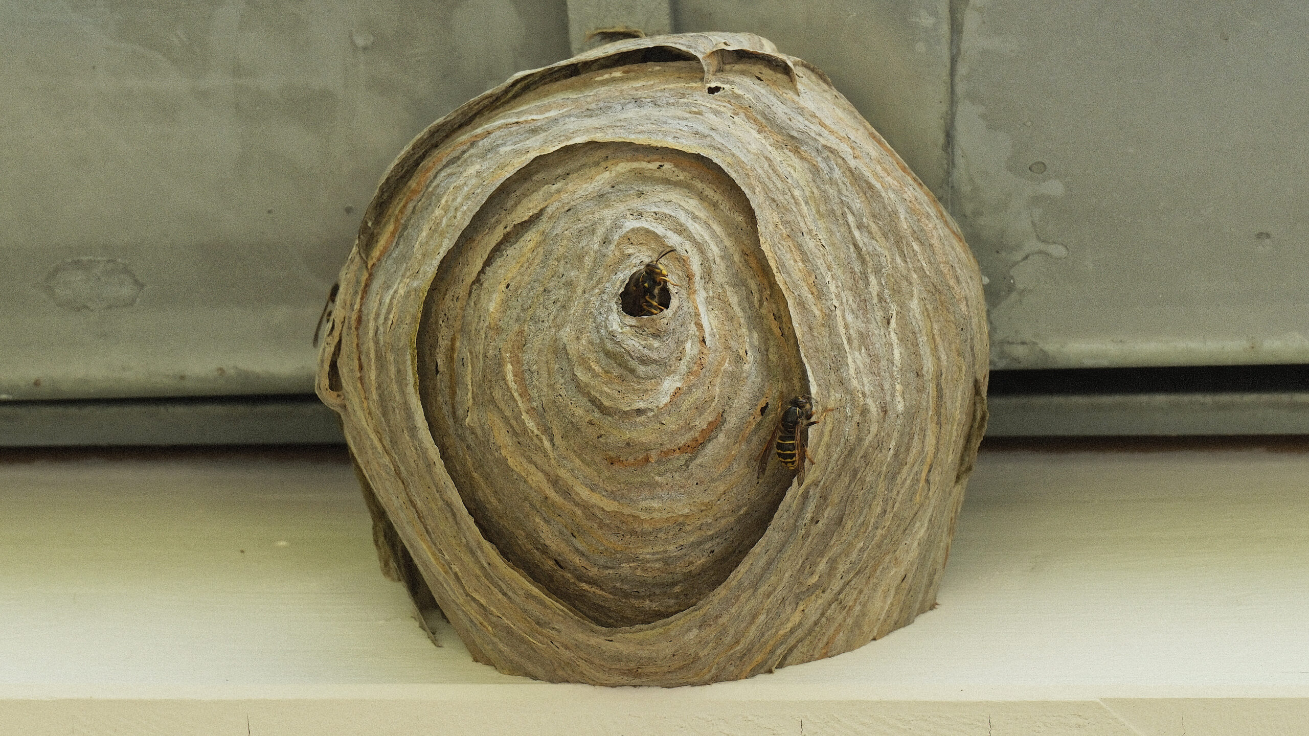 Das Nest der sächsichen Wespe