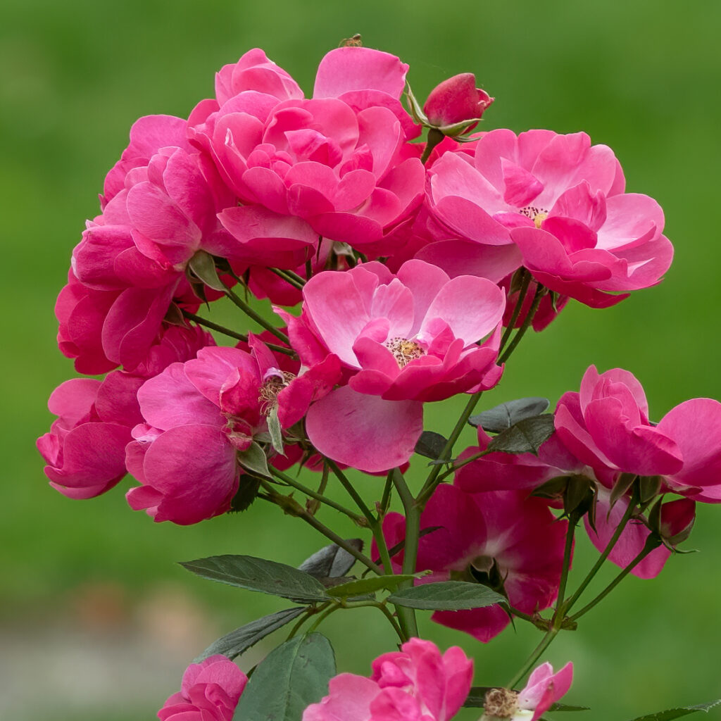 Eine Rose ist eine Rose....