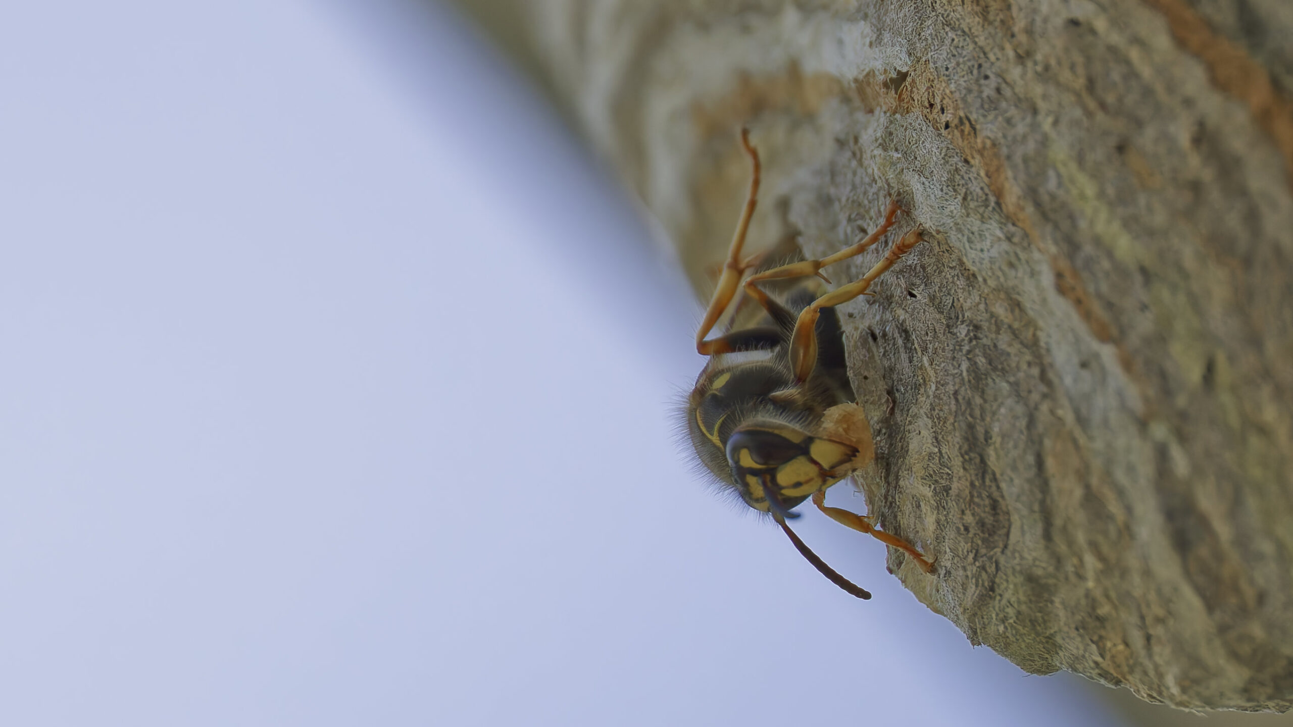 Wespe reapariert Nest mit Holzfasern