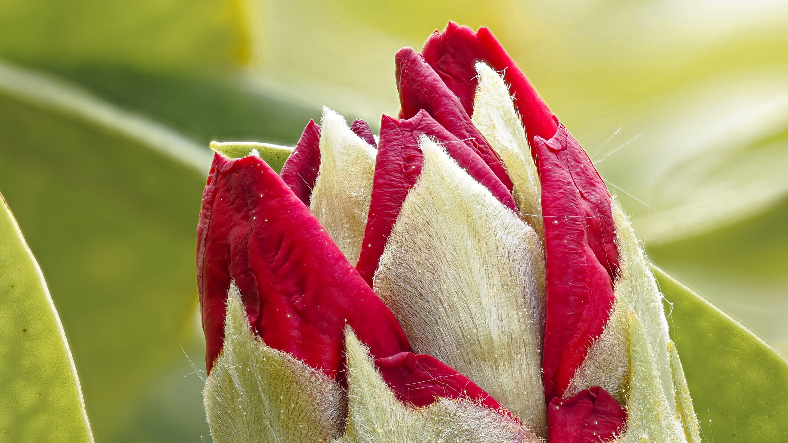 Rhododendronblüte