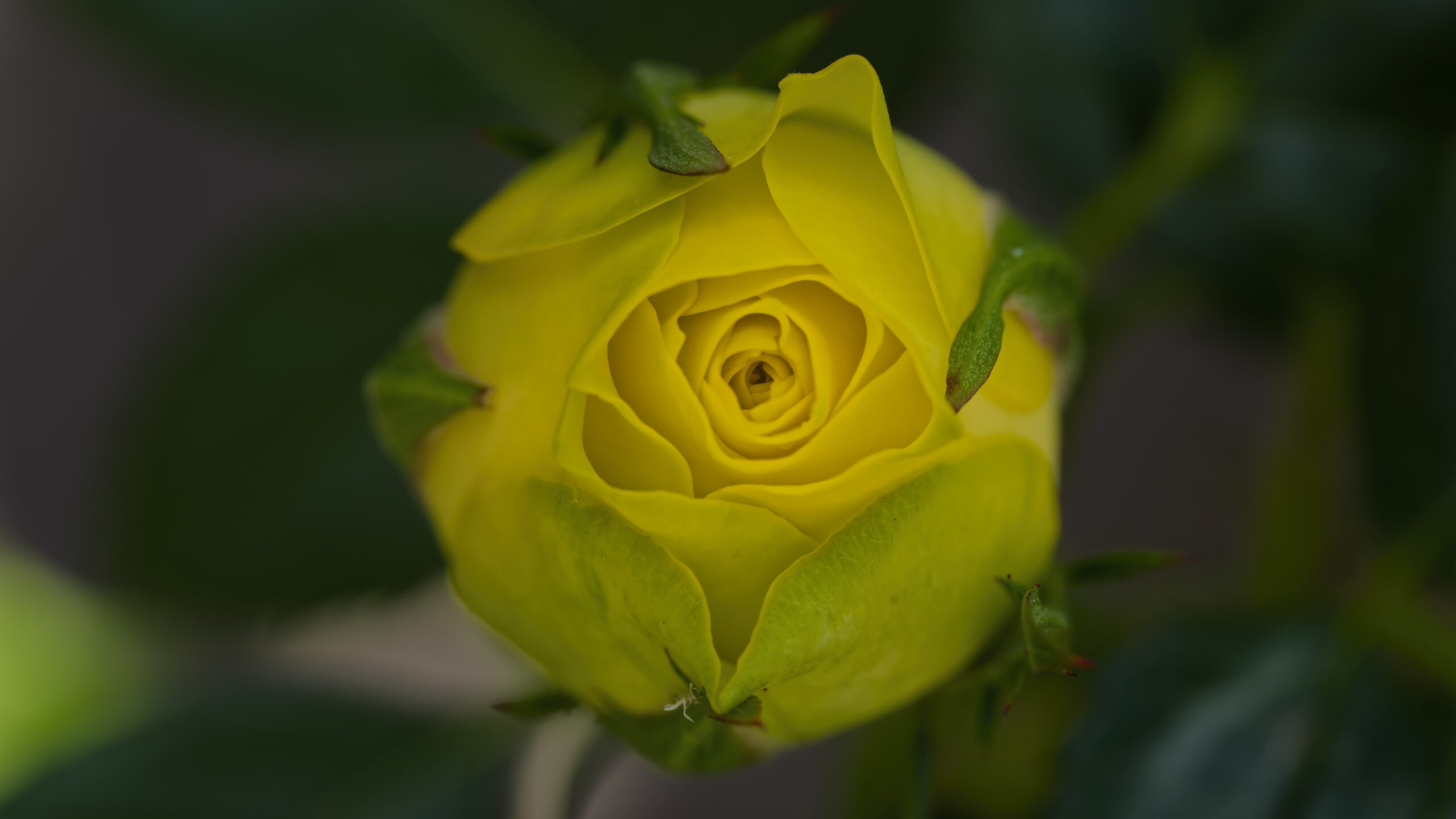 kleine Rosenknospe