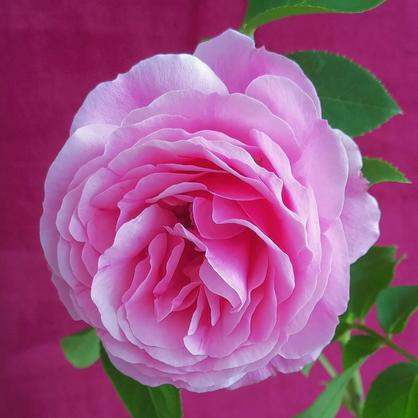 EIne schöne Rose