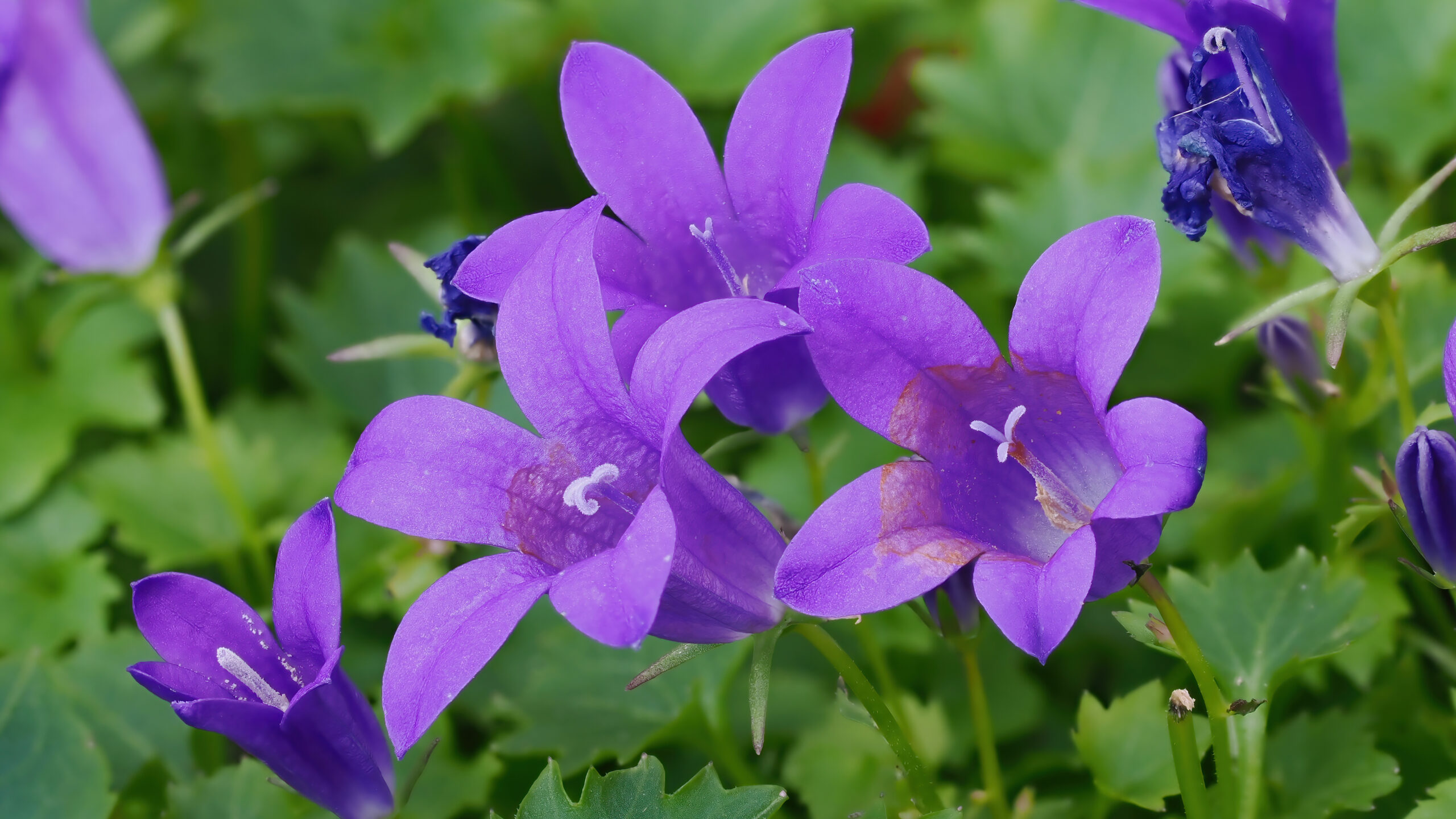 Kleine Blüten