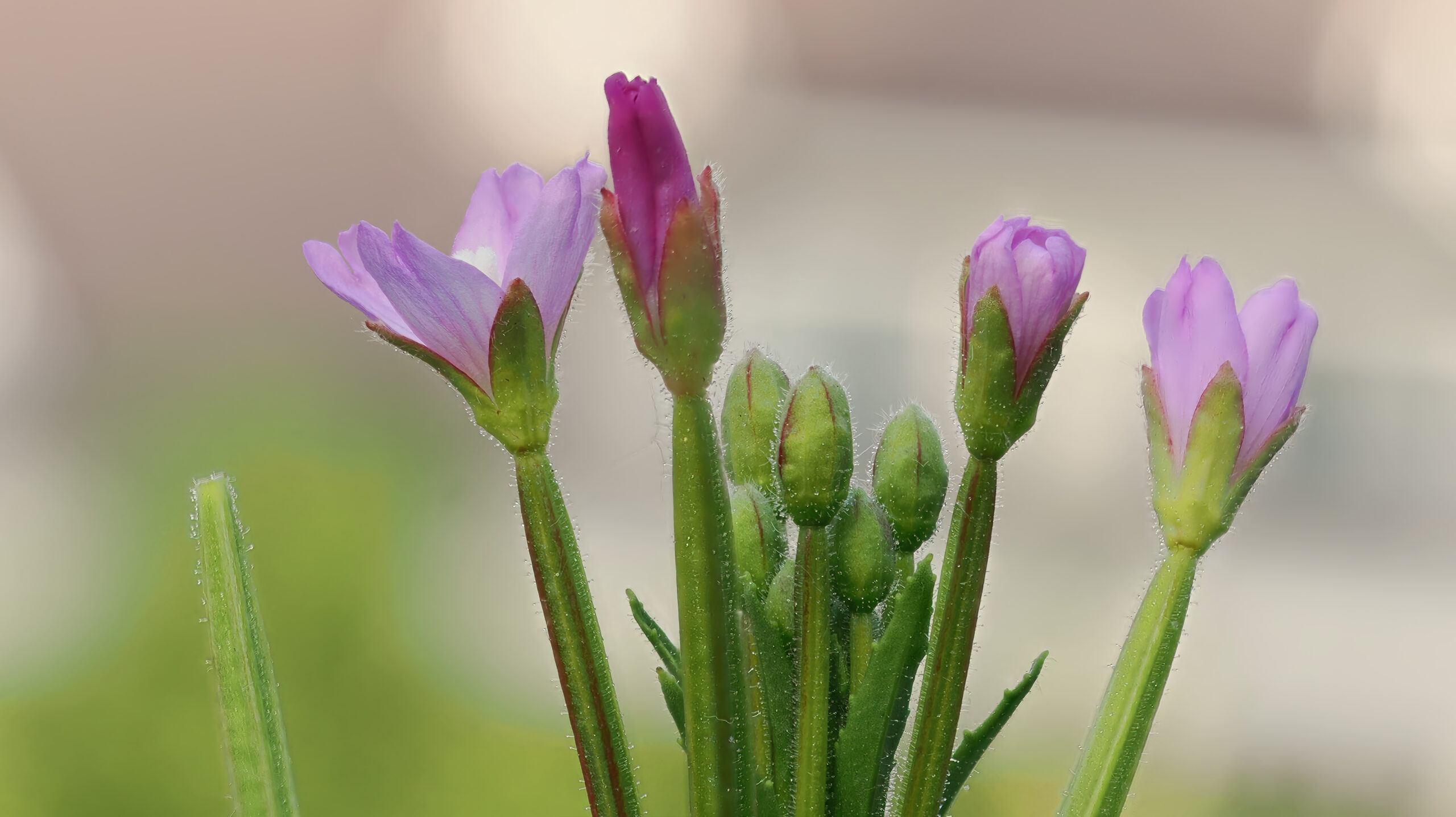 Knospe bis Blüte