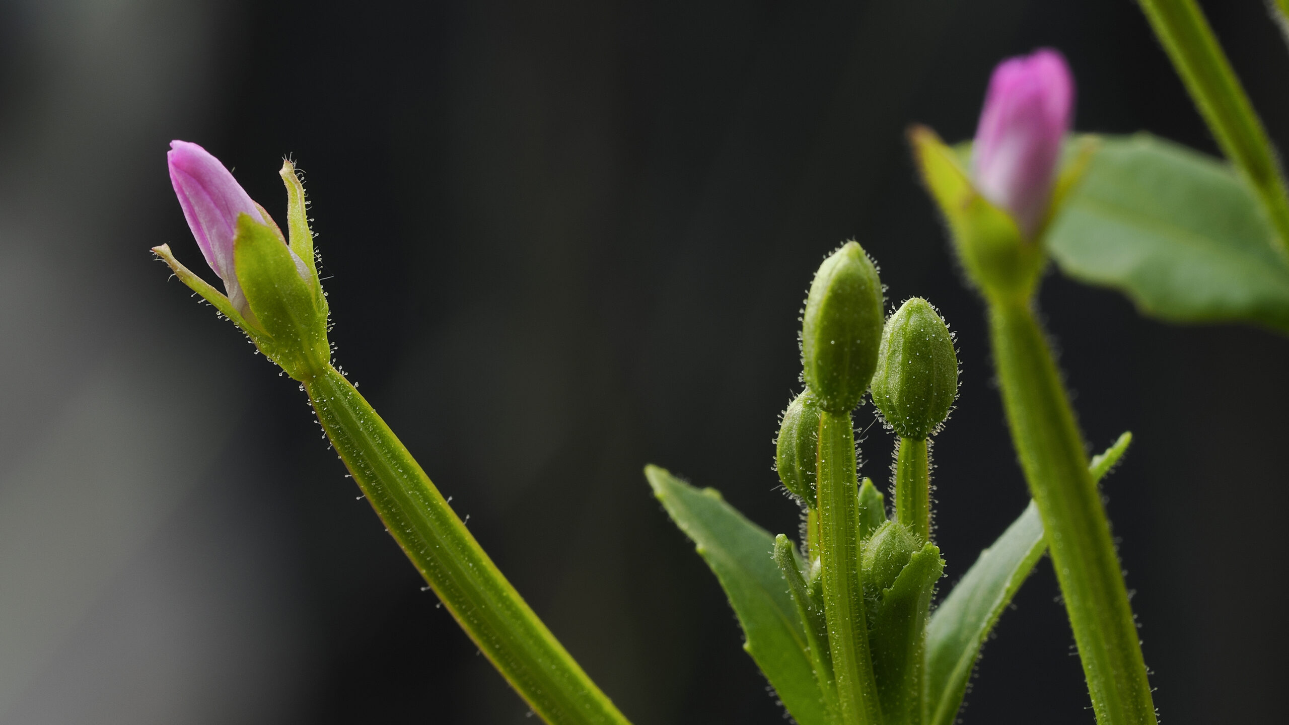 sehr keine Blüten