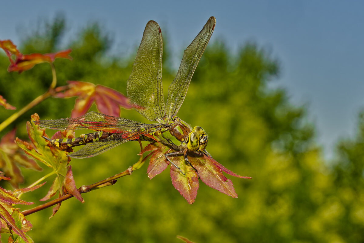 Insekten