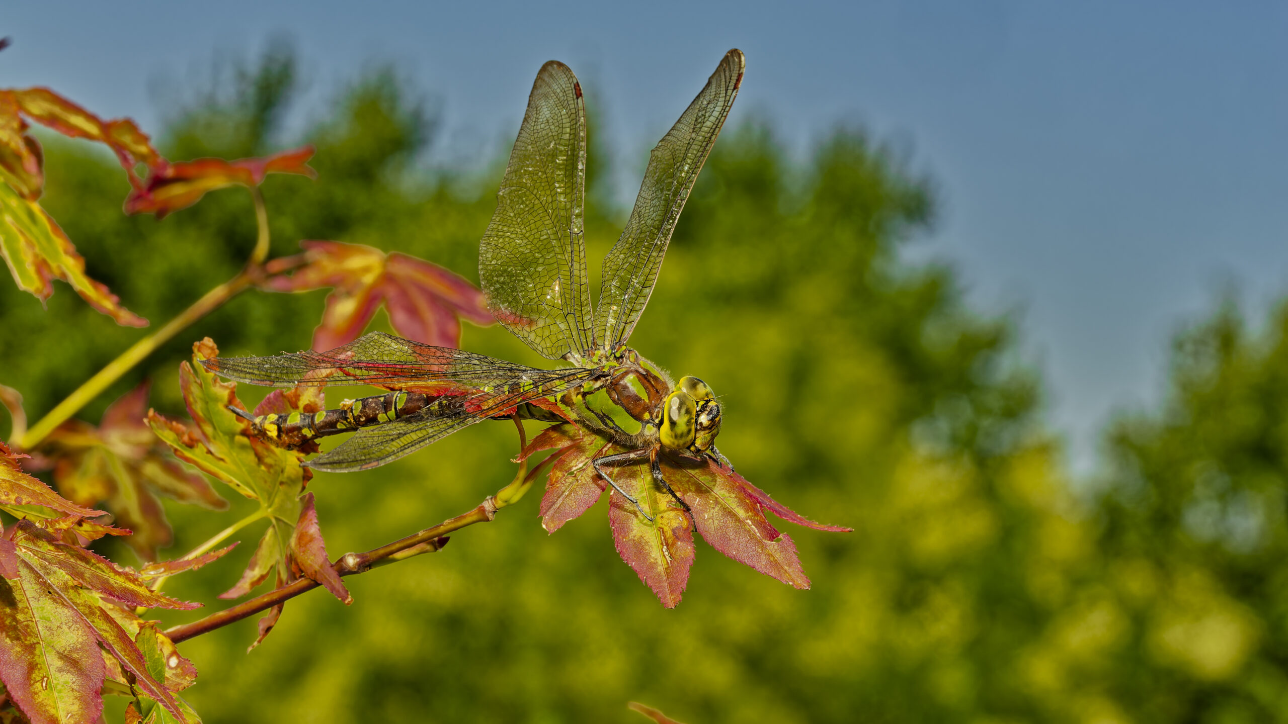 Libelle