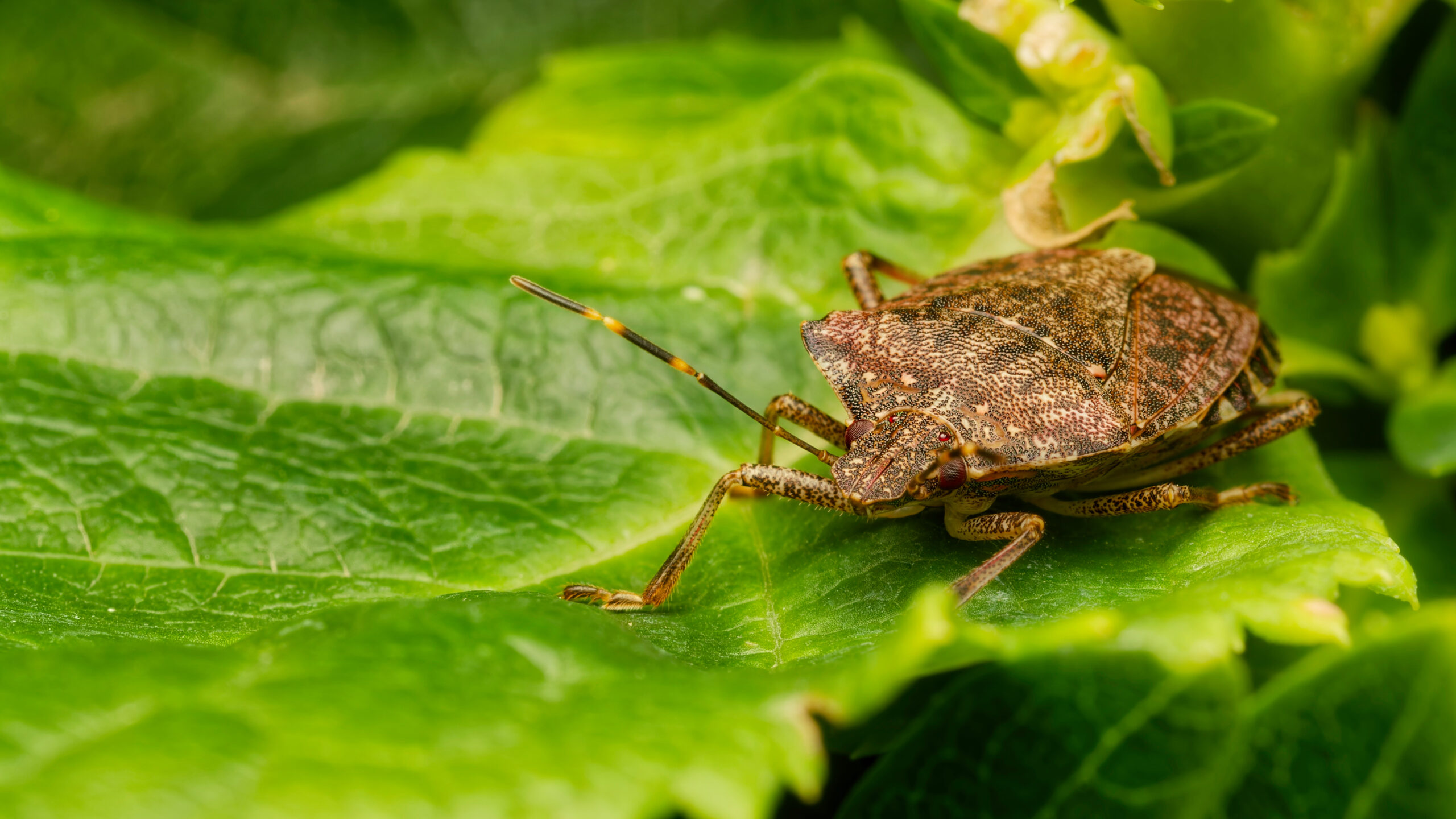 Graue Gartenwanze