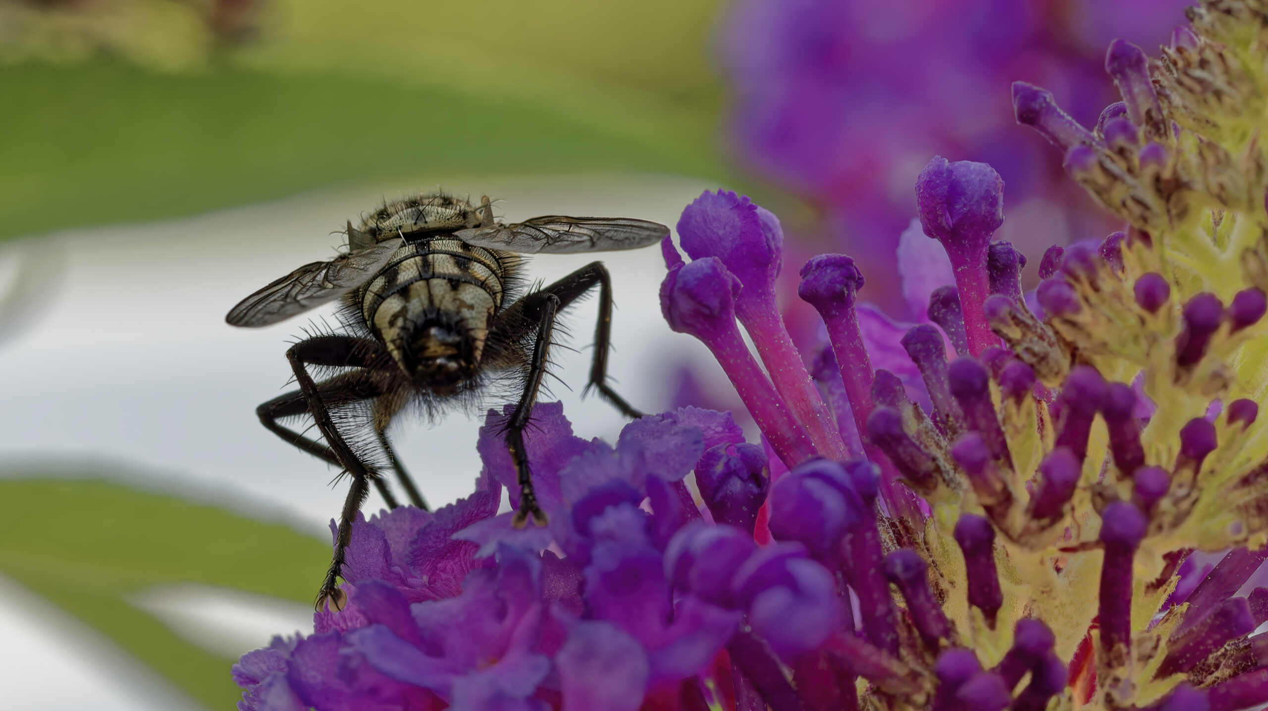 Fliege_auf_Blume